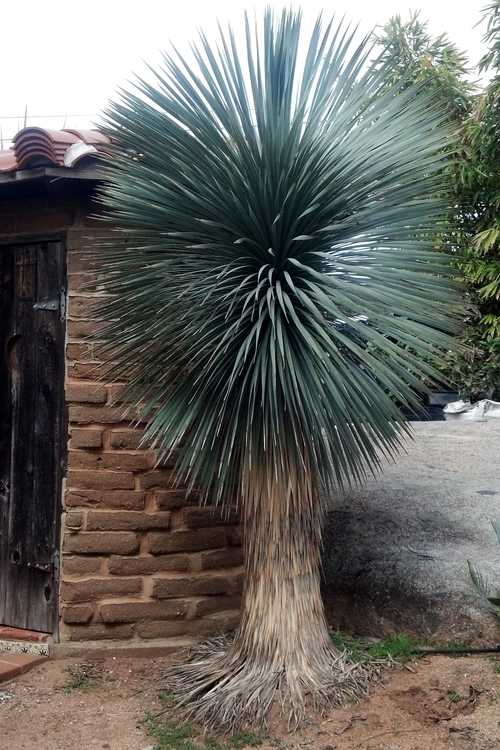 Image of Yucca rostrata 'Blue Velvet'